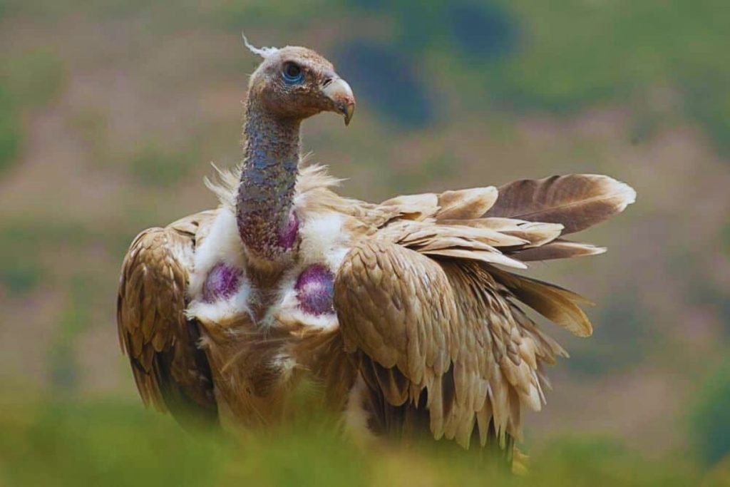 Himalayan Griffon