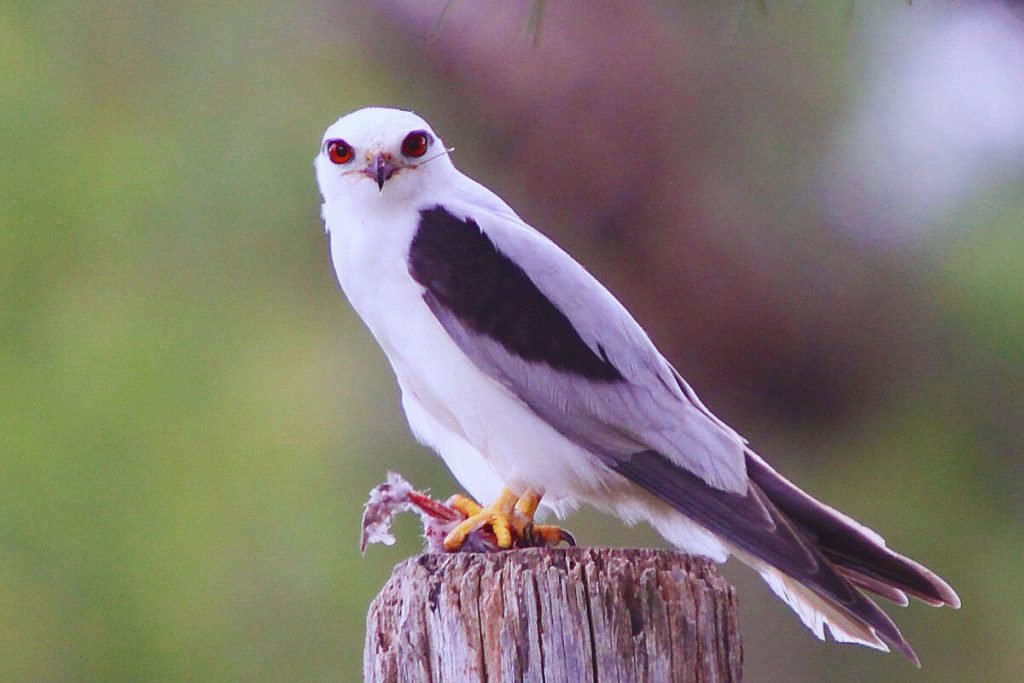 Black-winged Kite