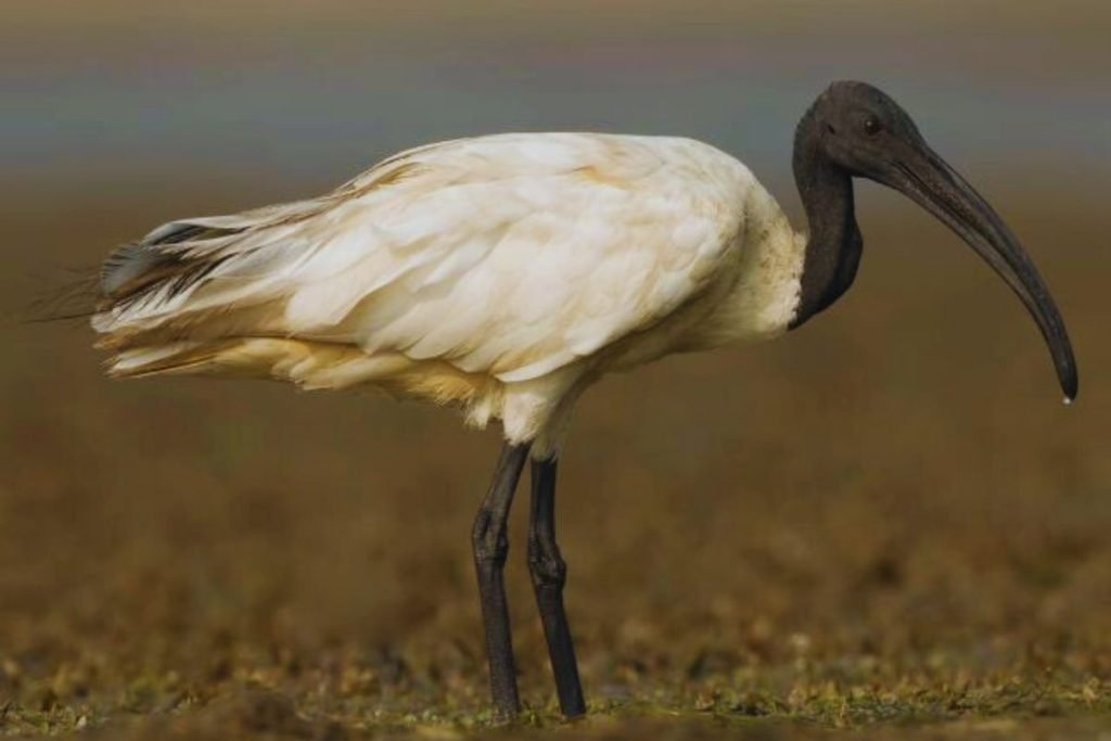 Black-headed Ibis