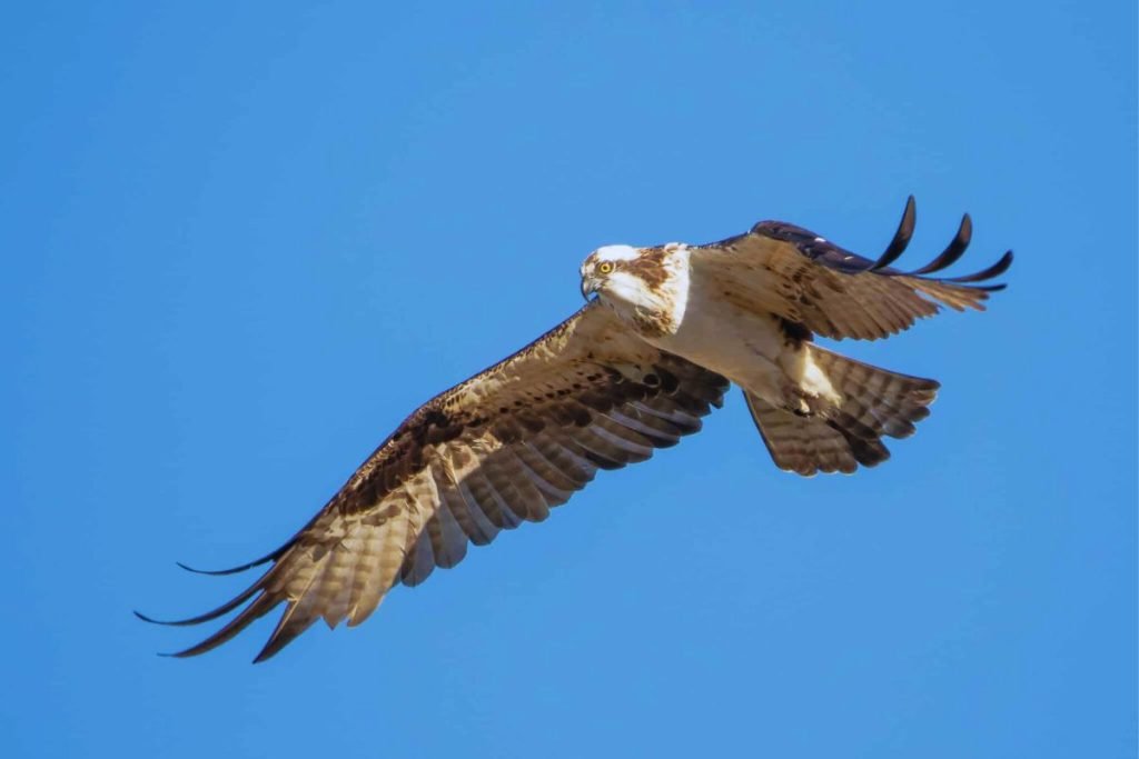 Osprey in Rajaji National Park