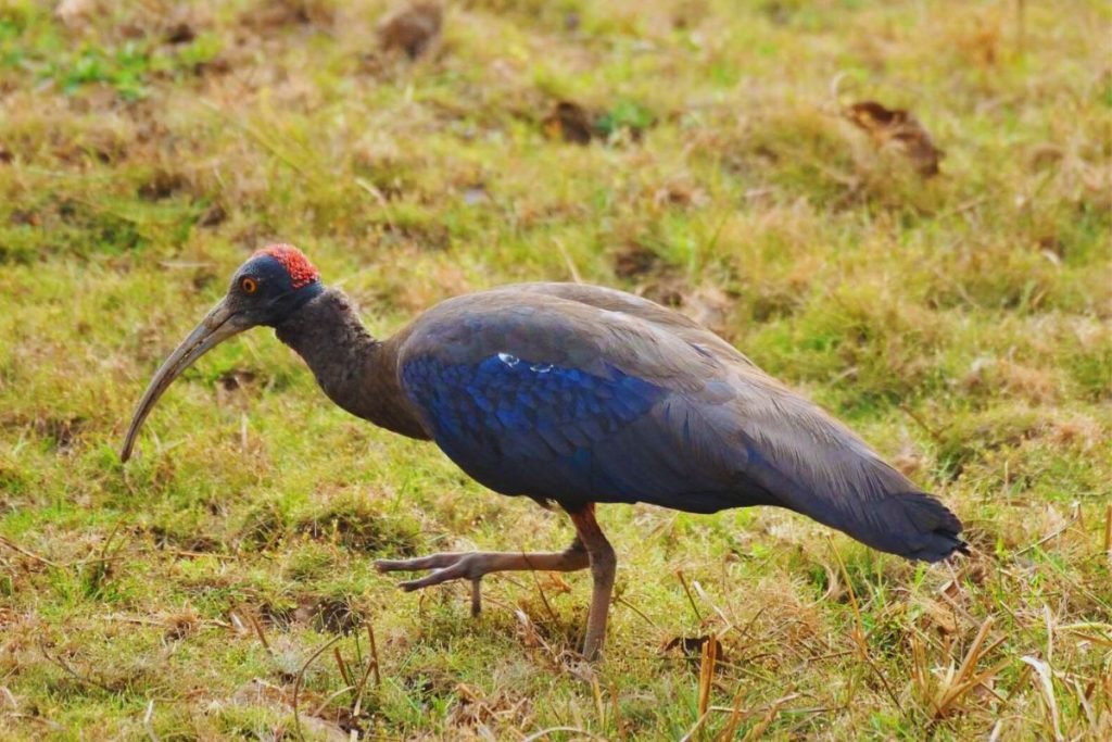 Red-naped Ibis
