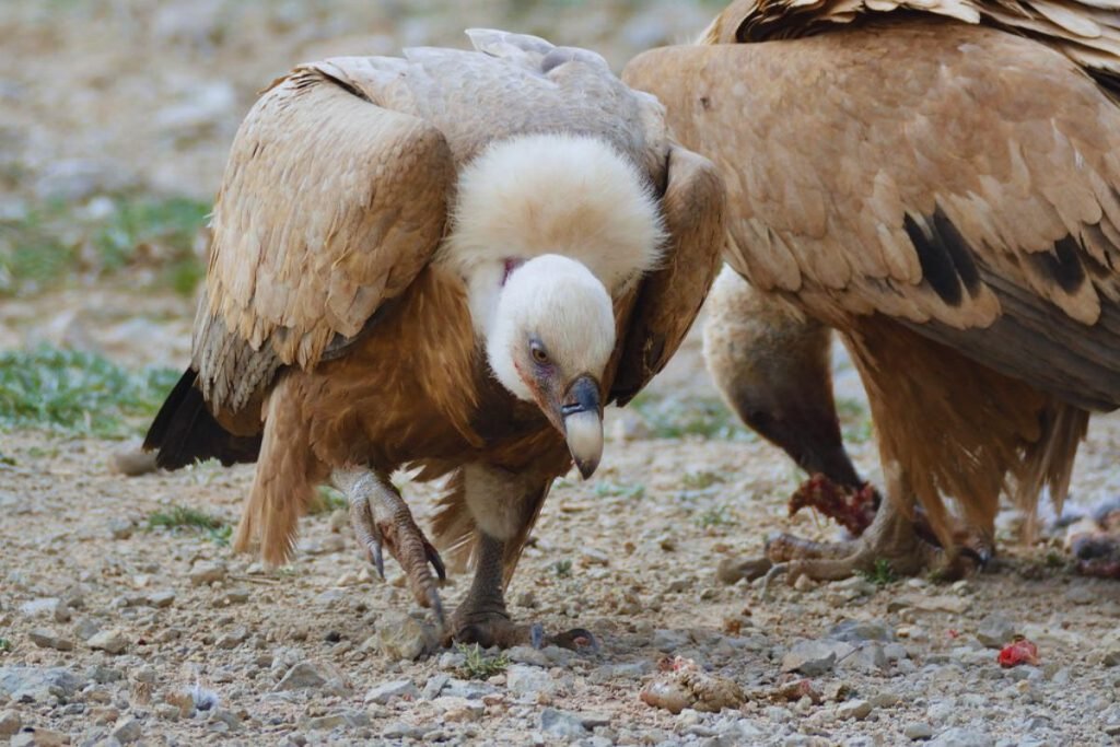 Gyps Vultures