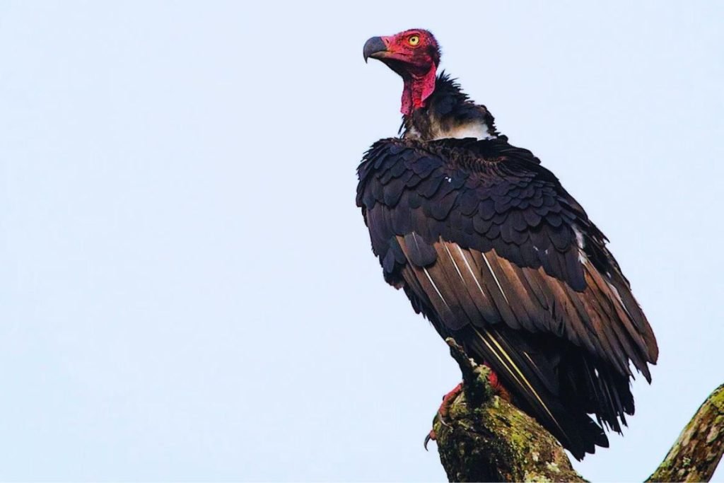 Red-headed Vulture