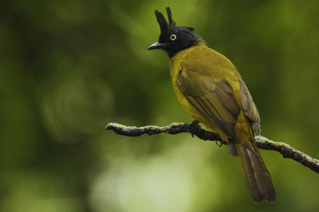 Black-Crested Bulbul