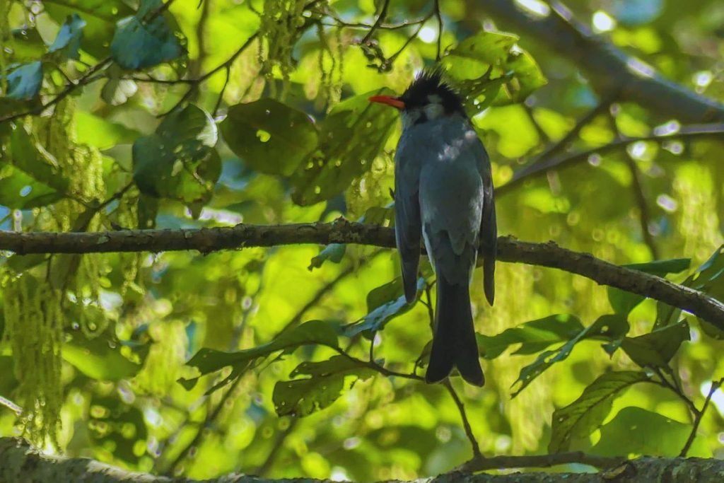 Himalayan Black Bulbul