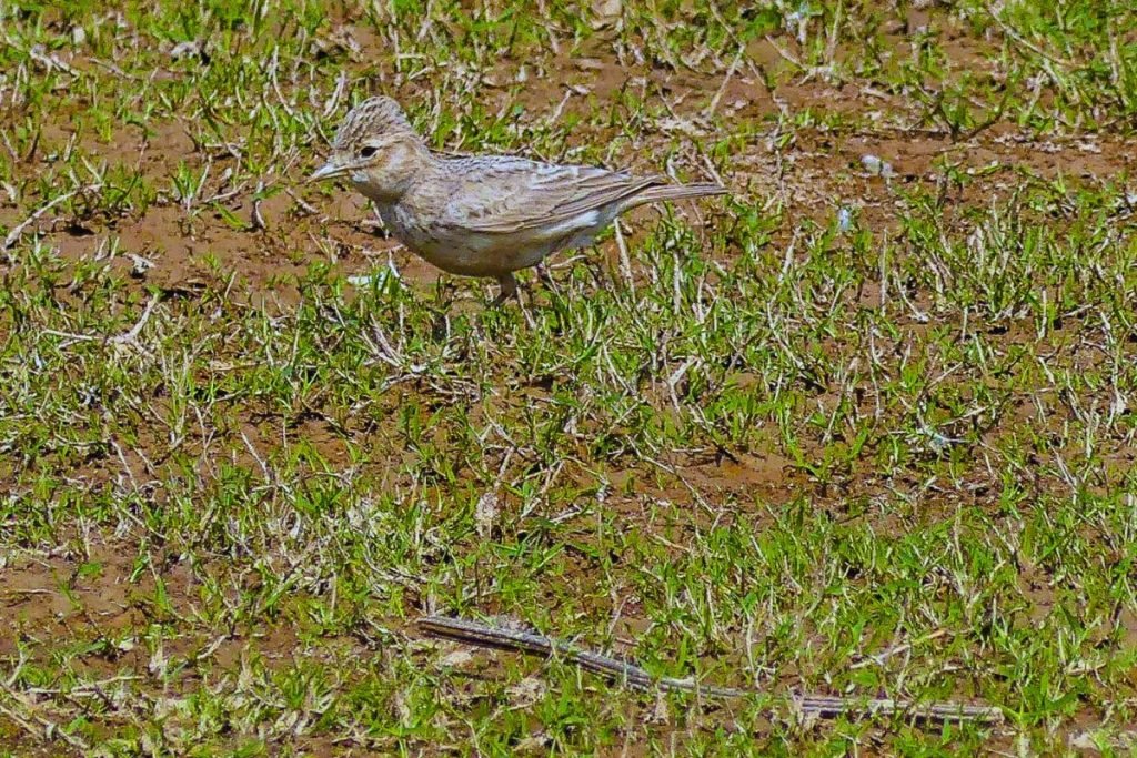 Sand Lark