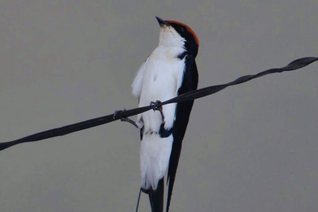 Wire-tailed Swallow