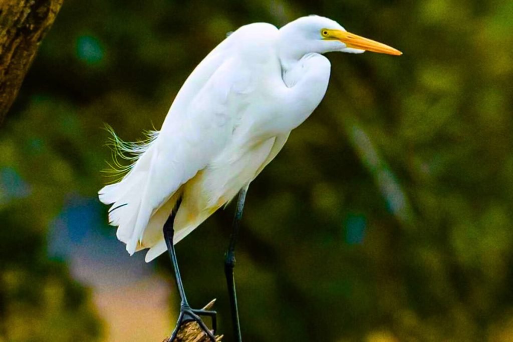 White Egrets