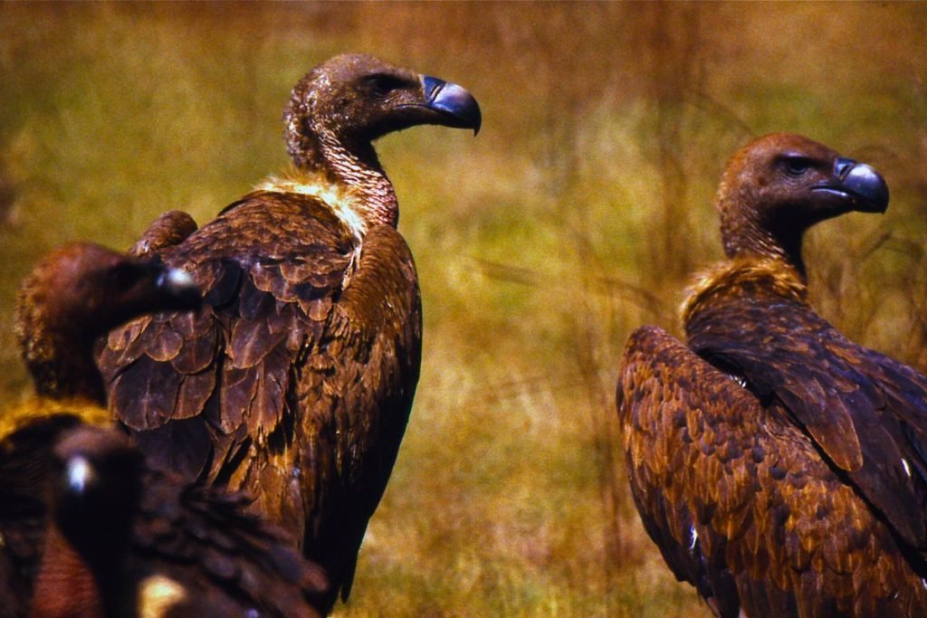 White-rumped Vultures