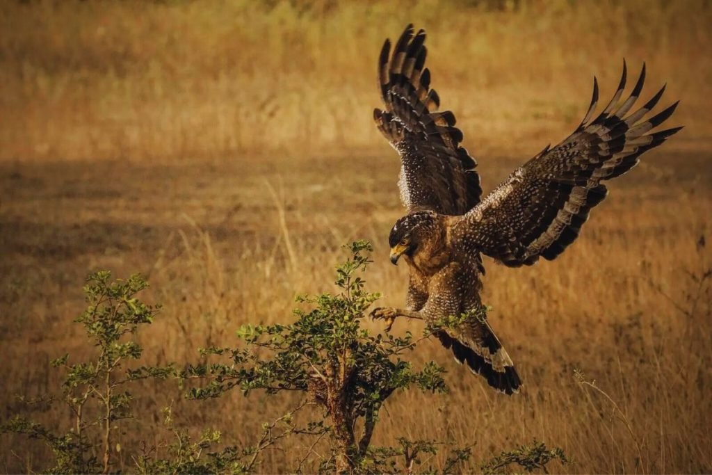 Crested Serpent-Eagle