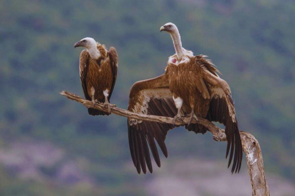 Eurasian Griffon