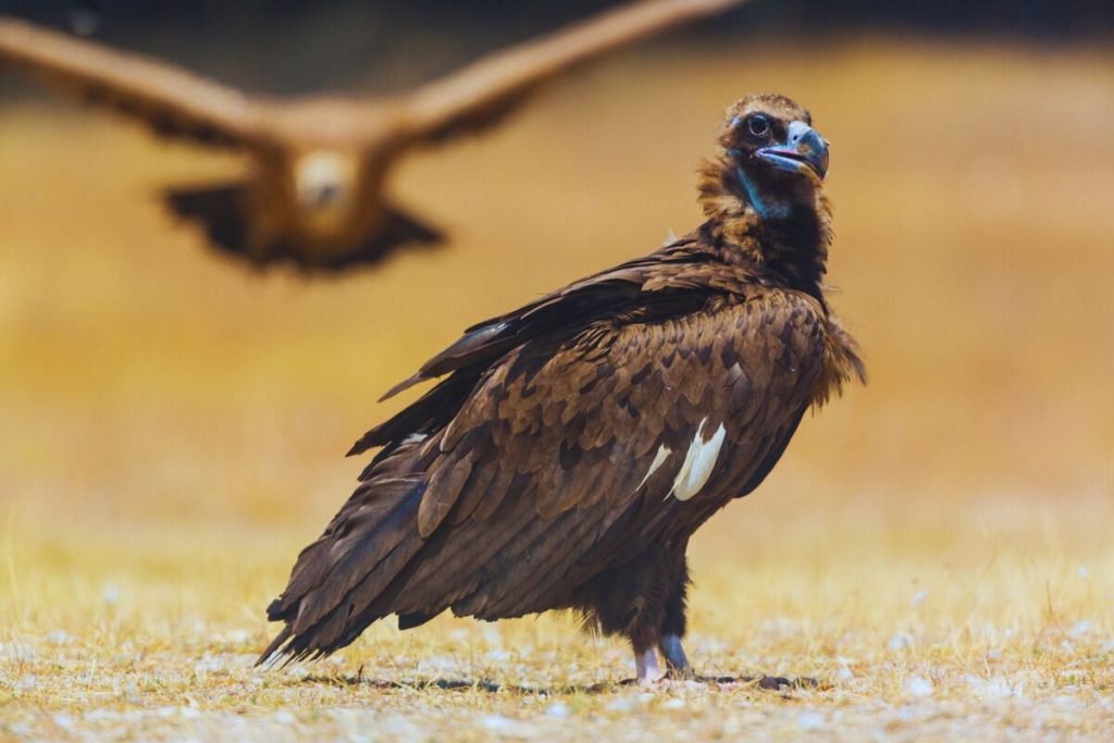 Cinereous Vulture