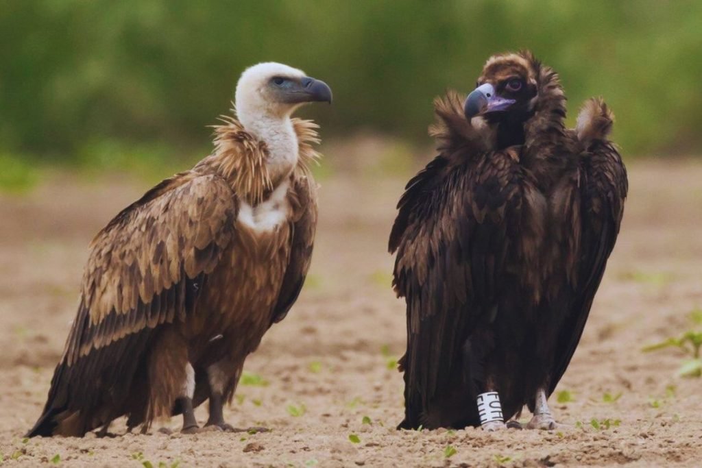 Cinereous Vulture