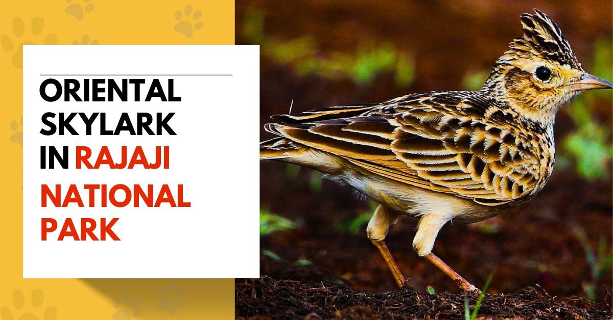 Oriental Skylark