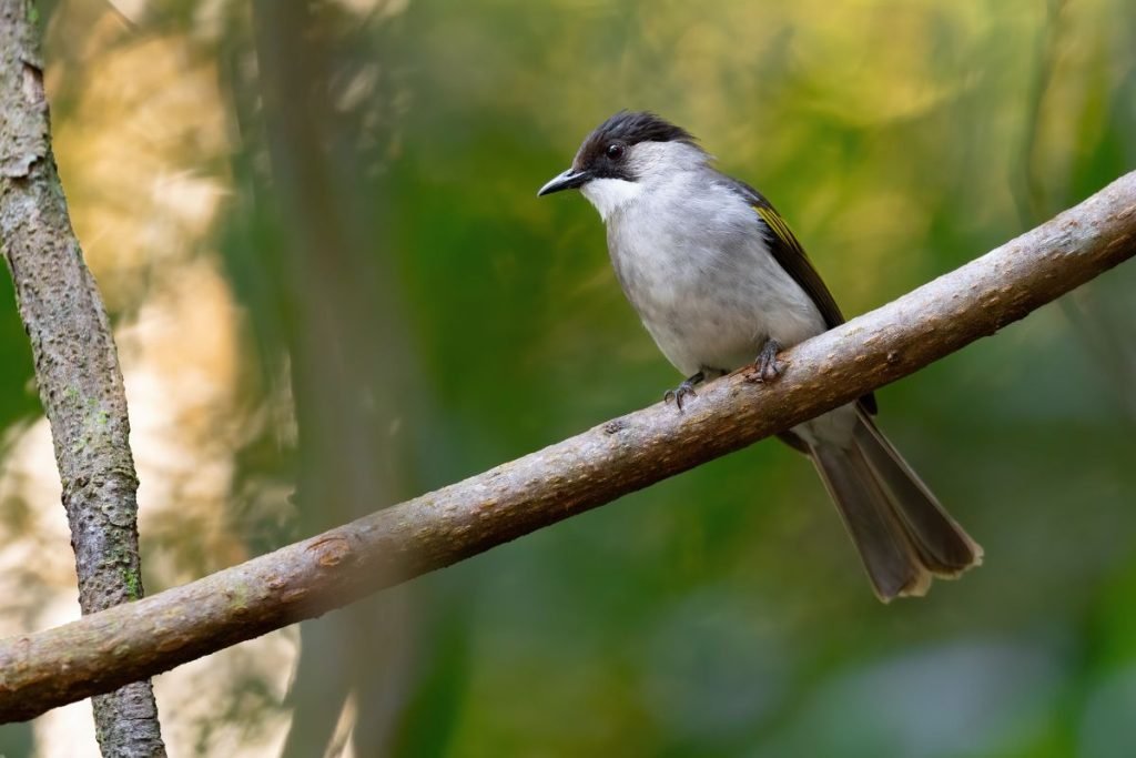 Ashy Bulbul 