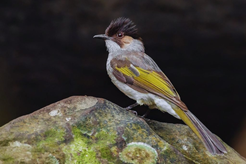 Ashy Bulbul 