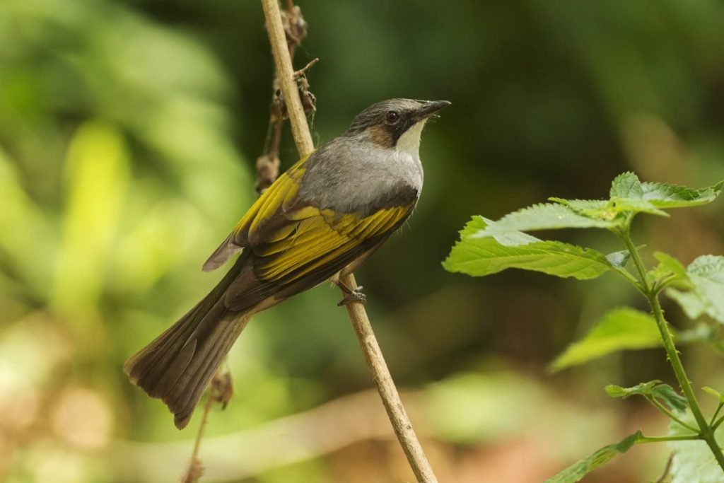 Ashy Bulbul 
