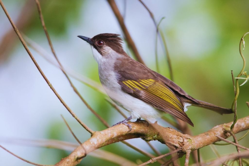 Ashy Bulbul 