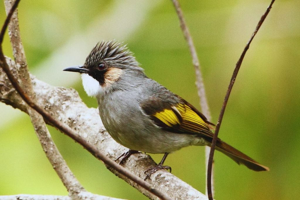 Ashy Bulbul 