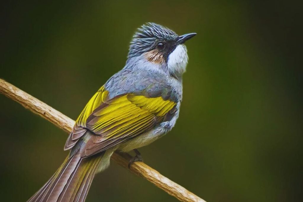 Ashy Bulbul 