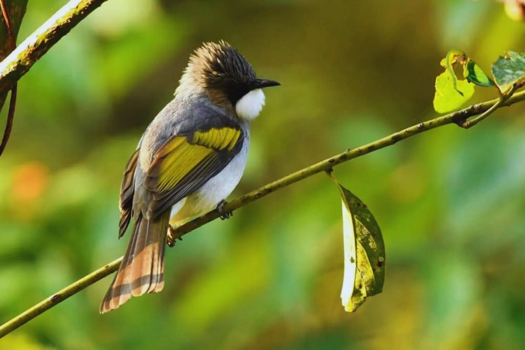 Ashy Bulbul 