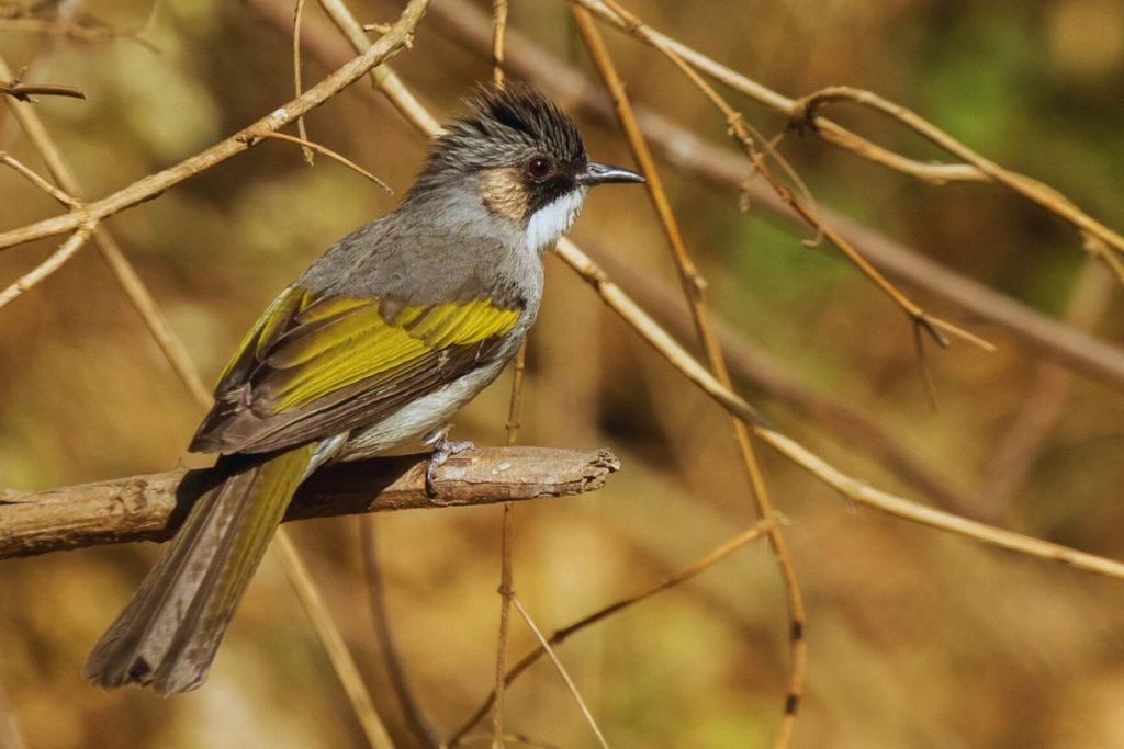 Ashy Bulbul 