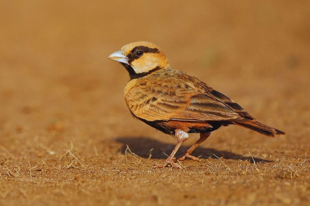 Ashy-crowned Sparrow-Lark
