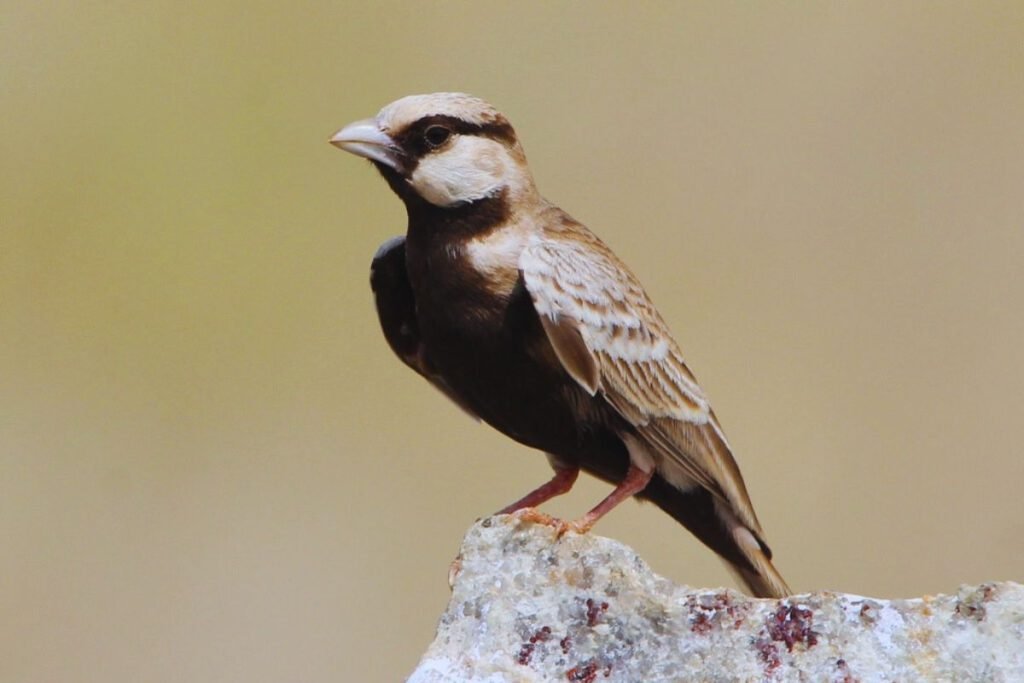 Ashy-crowned Sparrow-Lark
