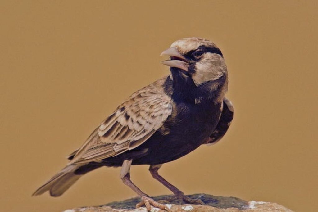 Ashy-crowned Sparrow-Lark
