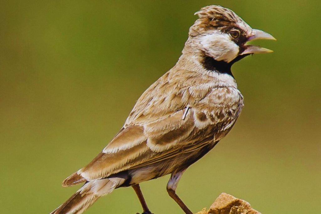 Ashy-crowned Sparrow-Lark
