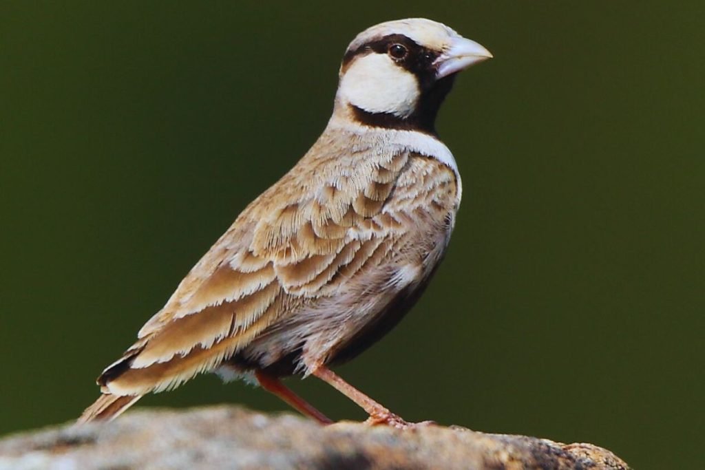 Ashy-crowned Sparrow-Lark

