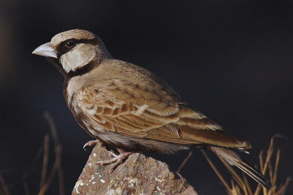 Ashy-crowned Sparrow-Lark
