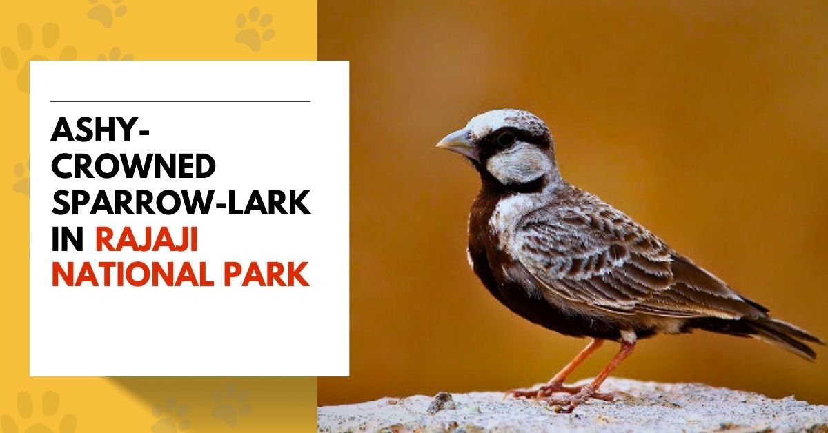 Ashy-crowned Sparrow-Lark