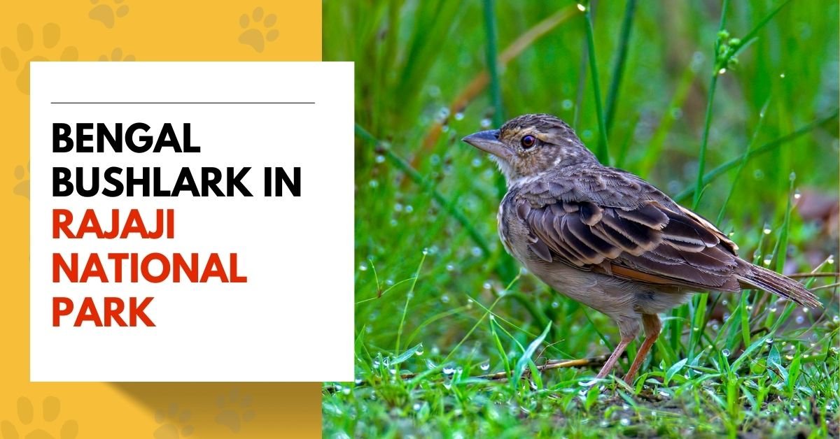 Bengal Bushlark in Rajaji National Park