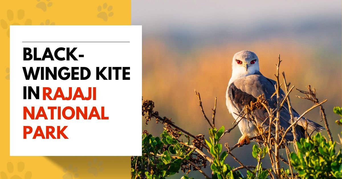 Black-winged Kite