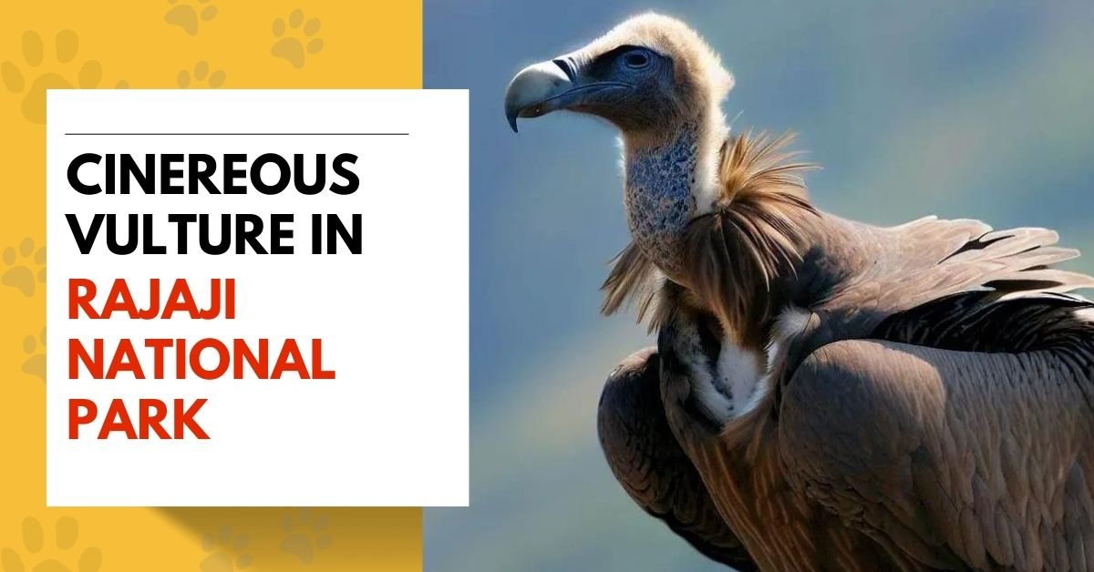 Cinereous Vulture in Rajaji National Park