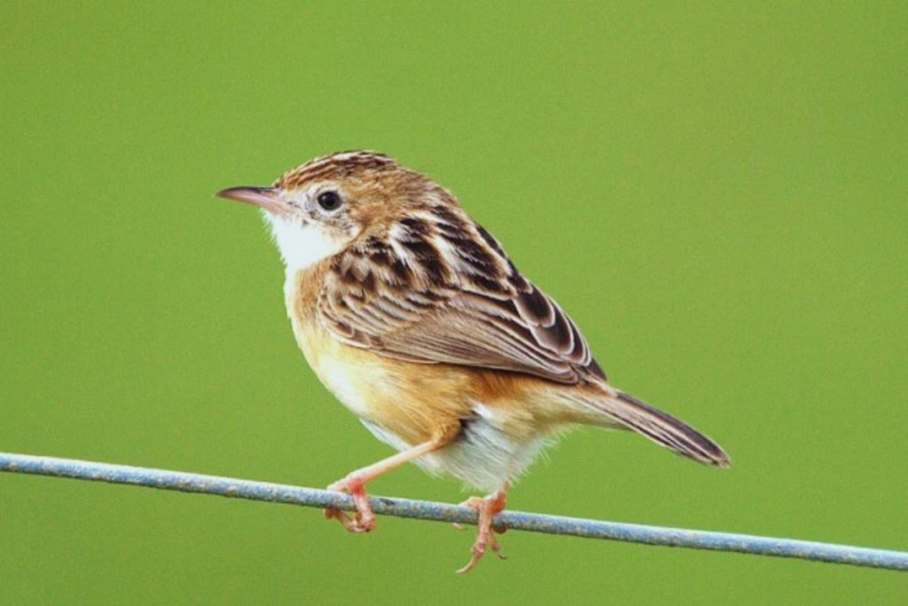 Cisticola in Rajaji