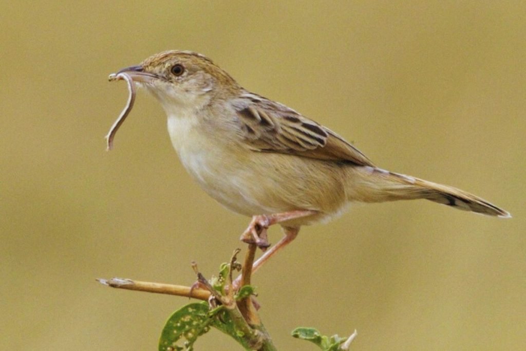 Cisticola in Rajaji 