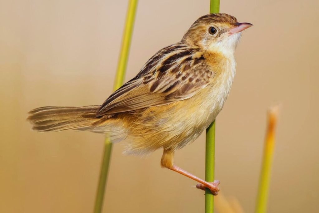 Cisticola in Rajaji 