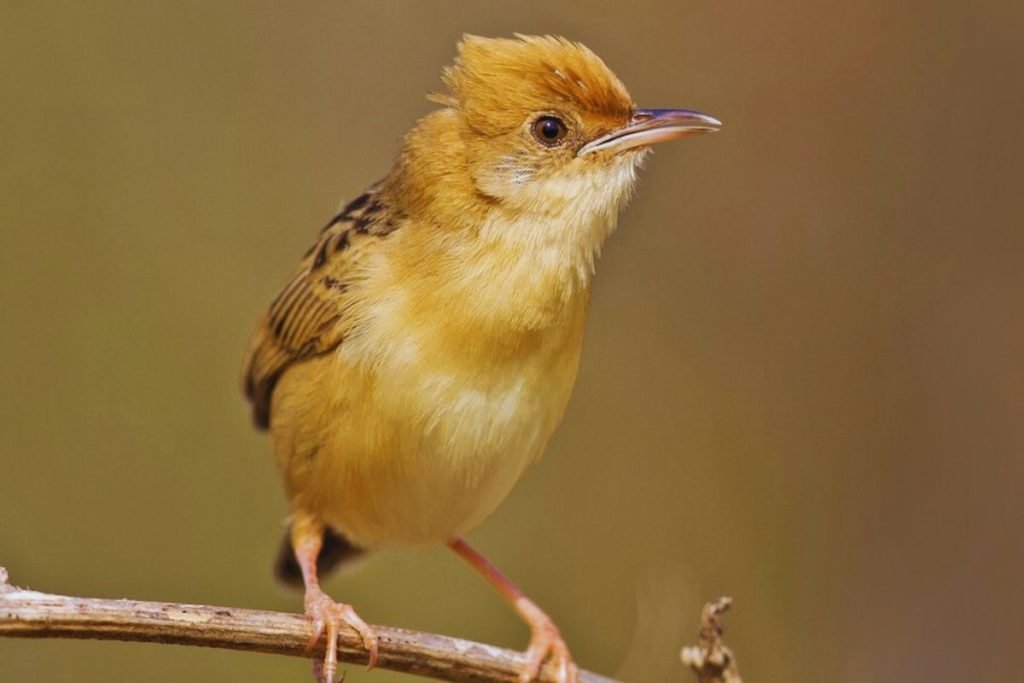 Cisticola in Rajaji 