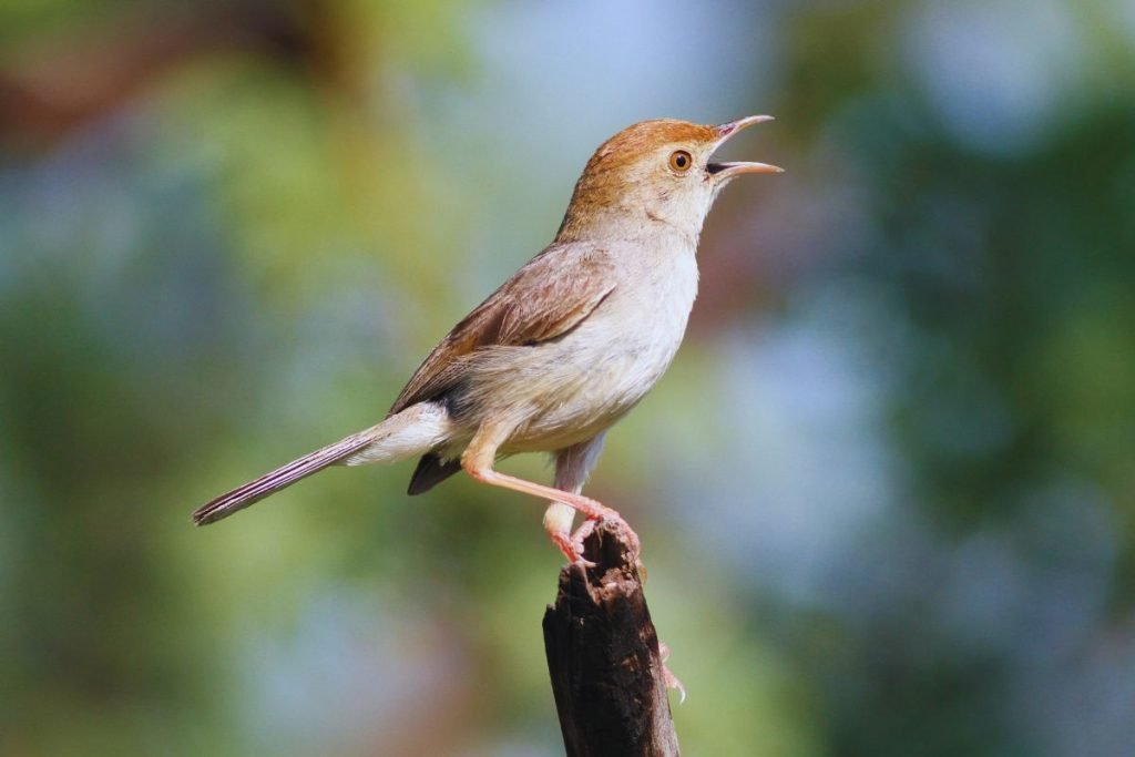 Cisticola in Rajaji 
