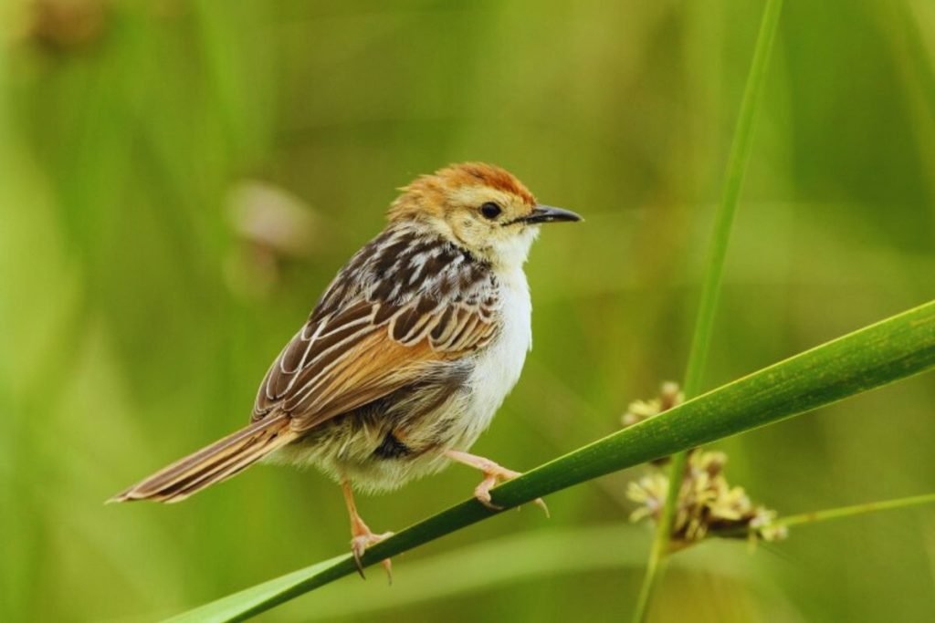 Cisticola in Rajaji 