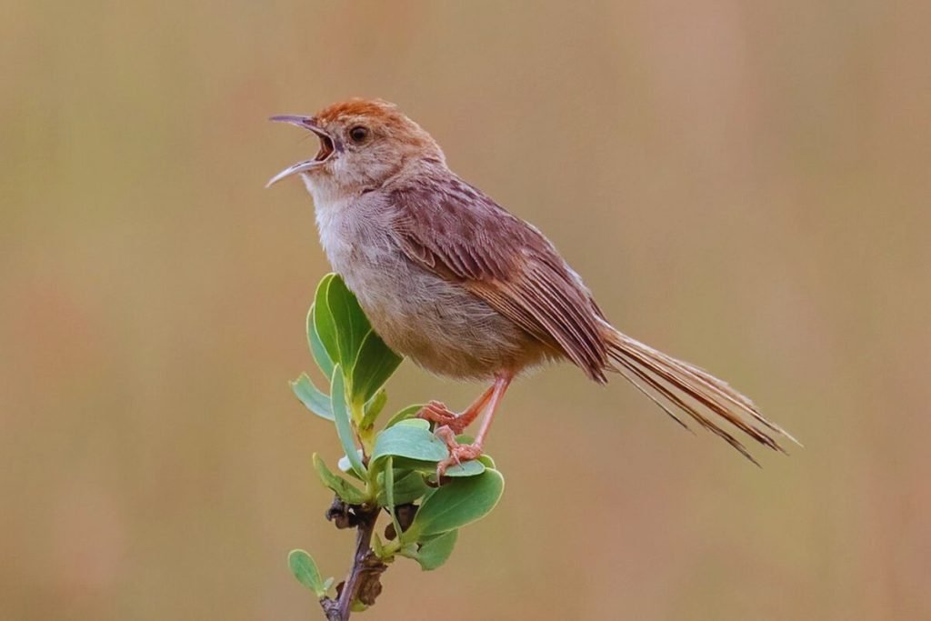 Cisticola in Rajaji 