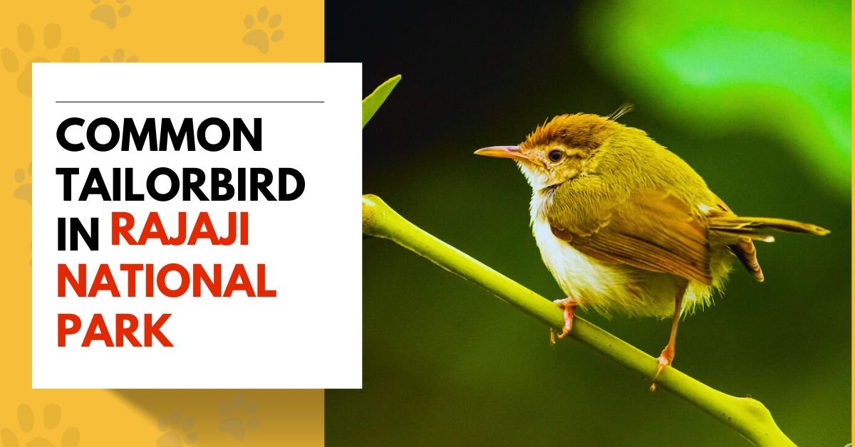 Common Tailorbird