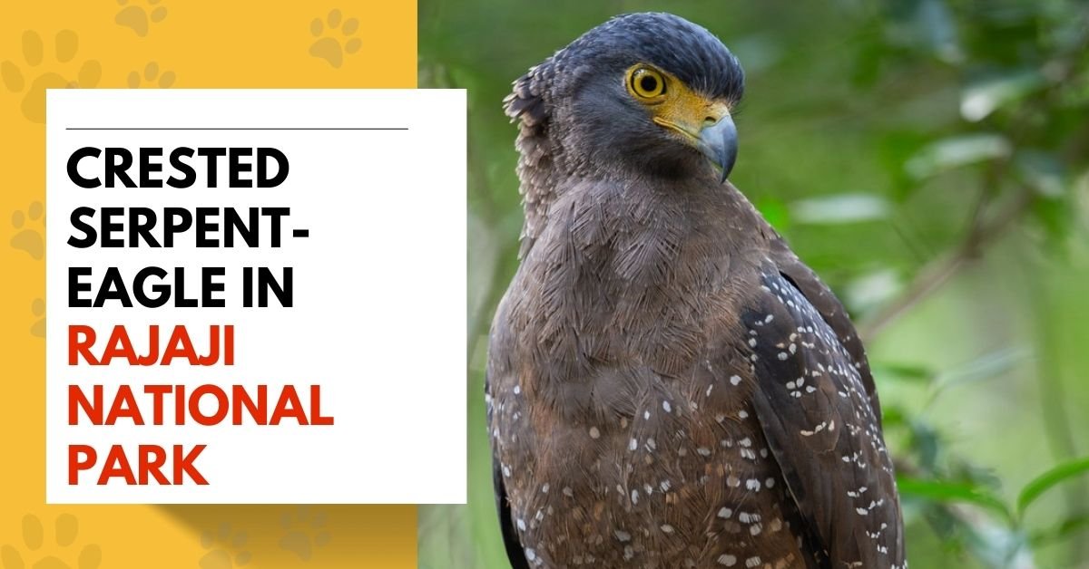 Crested Serpent-Eagle in Rajaji National Park