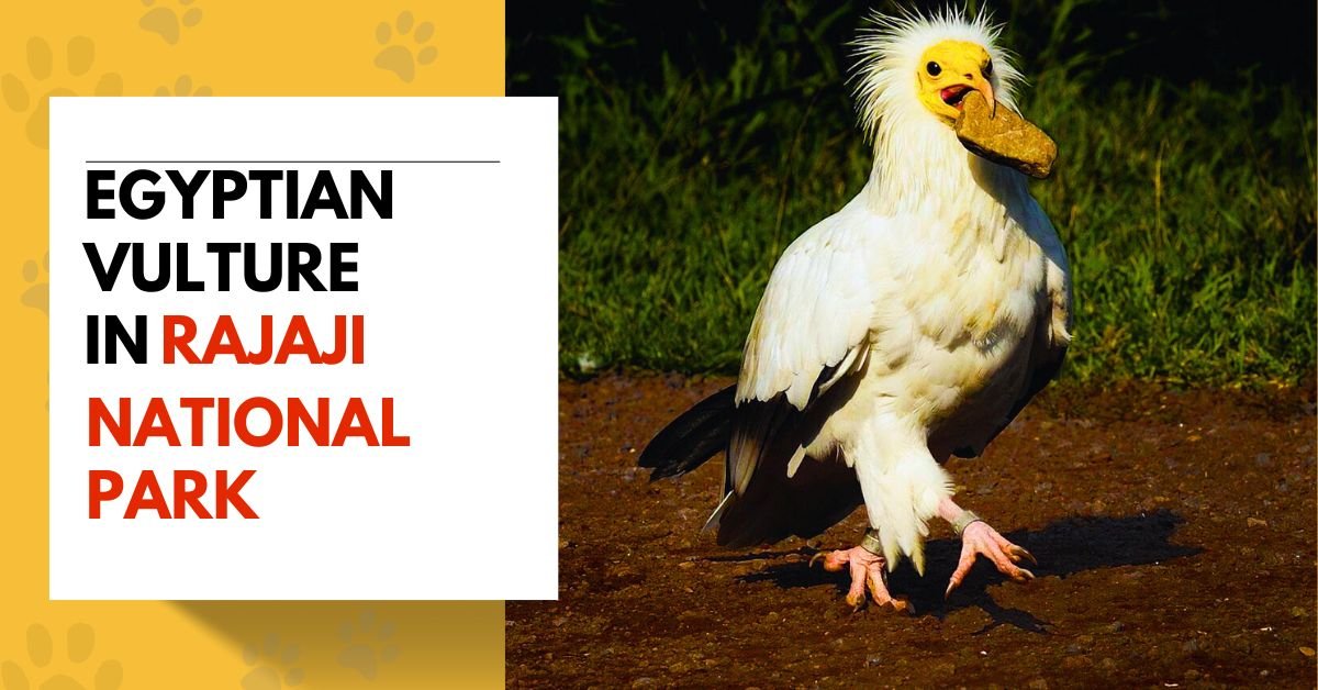Egyptian Vulture