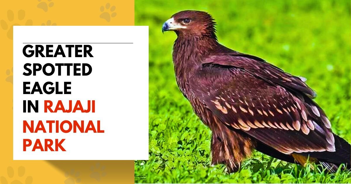 Greater spotted eagle