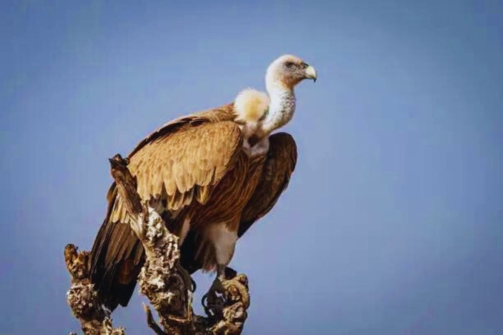 Indian Vulture