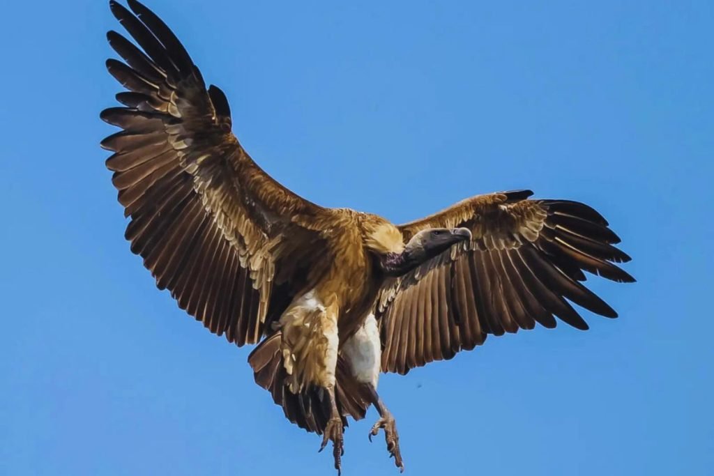 Indian Vulture