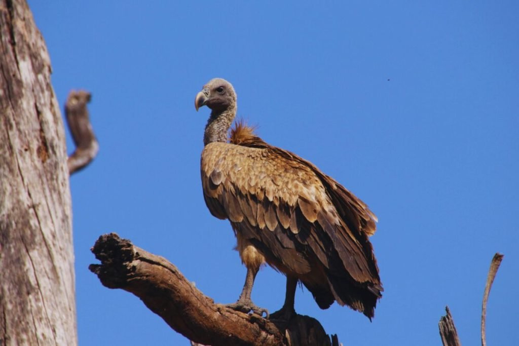 Indian Vulture